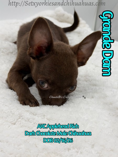 Southeast Texas Yorkies and Chihuahua Puppies for sale