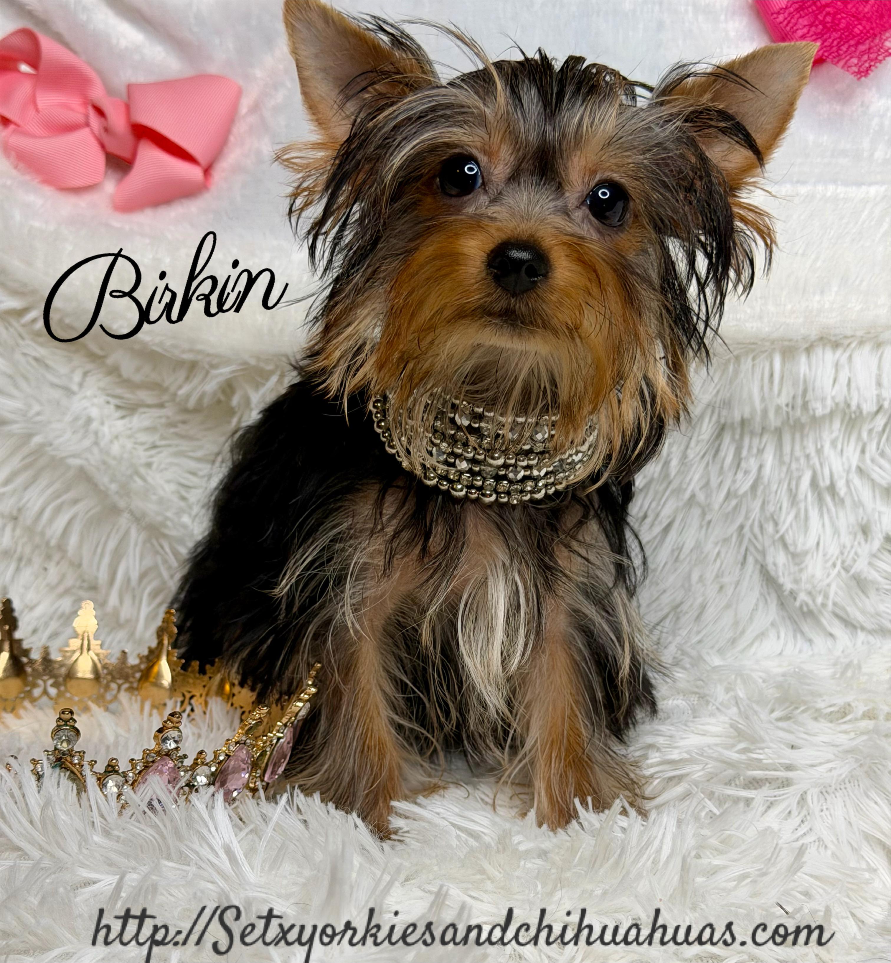 Southeast Texas Yorkies and Chihuahua Puppies
