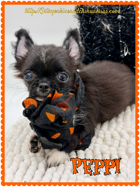 AKC Registered Yorkie and Chihuahua puppies - Southeast Texas Angel Face Yorkies and Charming Chihuahuas 