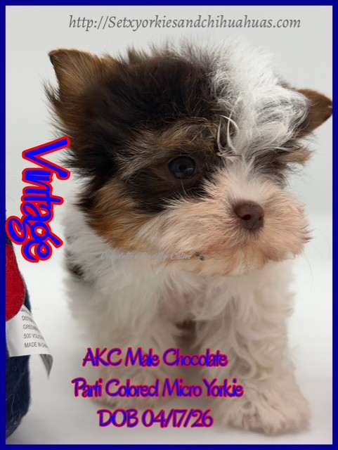 Southeast Texas Yorkies and Chihuahua Puppies for sale