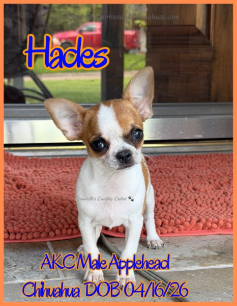 Southeast Texas Yorkies and Chihuahua Puppies