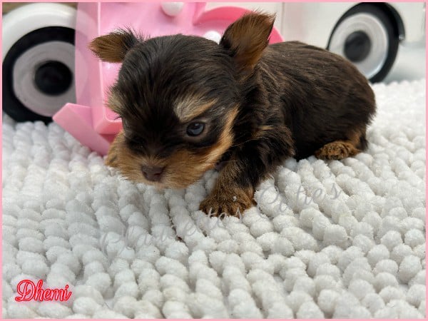 Southeast Texas Angel Face Chihuahua and Yorkie Puppies
