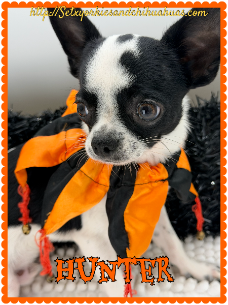 AKC Registered Yorkie and Chihuahua puppies - Southeast Texas Angel Face Yorkies and Charming Chihuahuas 
