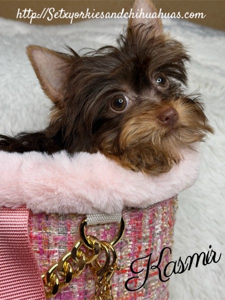 Southeast Texas Yorkies and Chihuahua Puppies for sale