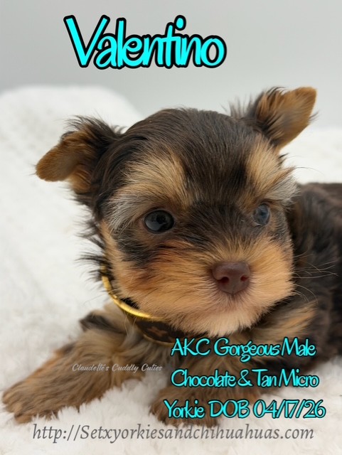 Southeast Texas Yorkies and Chihuahua Puppies for sale