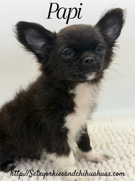 Southeast Texas Yorkies and Chihuahua Puppies for sale