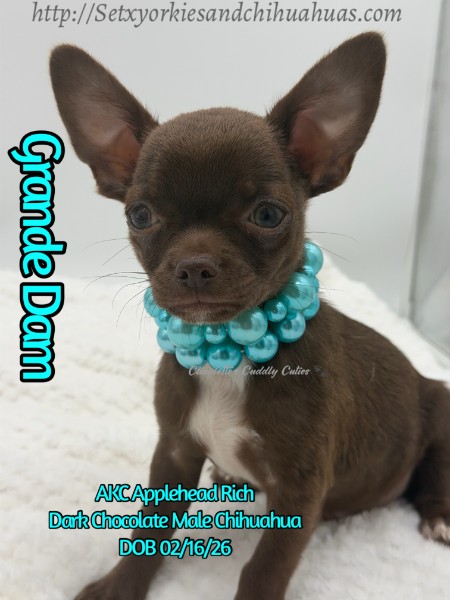 Southeast Texas Yorkies and Chihuahua Puppies