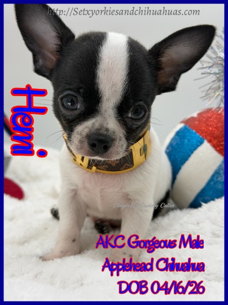Southeast Texas Yorkies and Chihuahua Puppies for sale