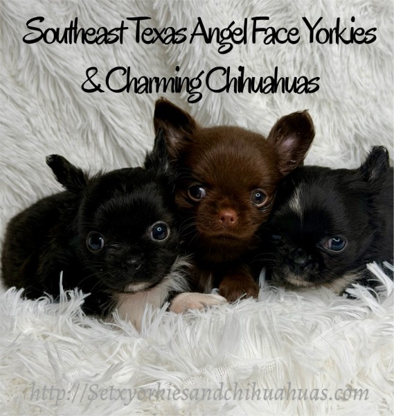 licensed-yorkie-chihuahua-breeder-beaumont-texas-puppies.jpg