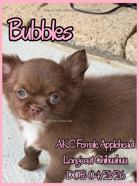 AKC Registered Yorkie and Chihuahua puppies - Southeast Texas Angel Face Yorkies and Charming Chihuahuas 