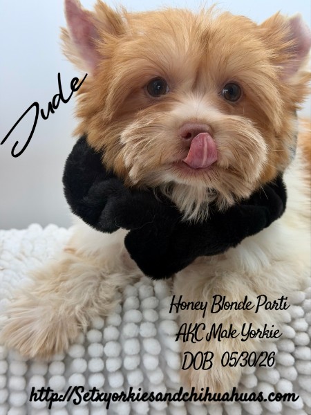 Southeast Texas Yorkies and Chihuahua Puppies for sale