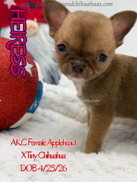 Southeast Texas Yorkies and Chihuahua Puppies for sale