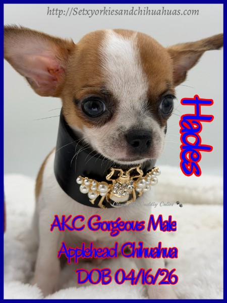 Southeast Texas Yorkies and Chihuahua Puppies for sale
