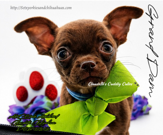 Southeast Texas Yorkies and Chihuahua Puppies for sale