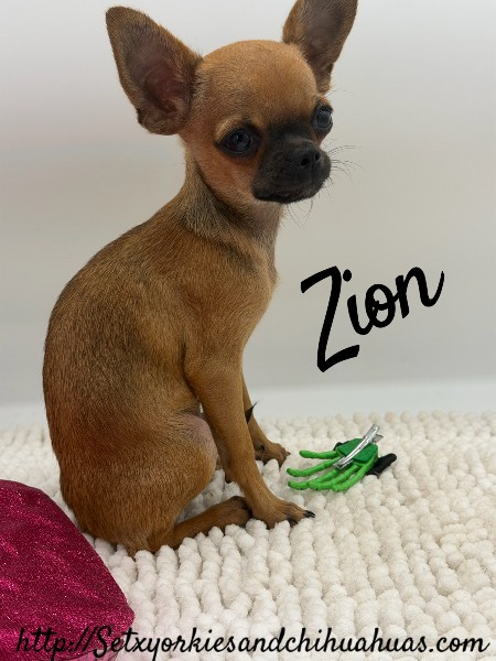 Southeast Texas Yorkies and Chihuahua Puppies for sale