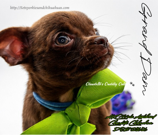 Southeast Texas Yorkies and Chihuahua Puppies for sale
