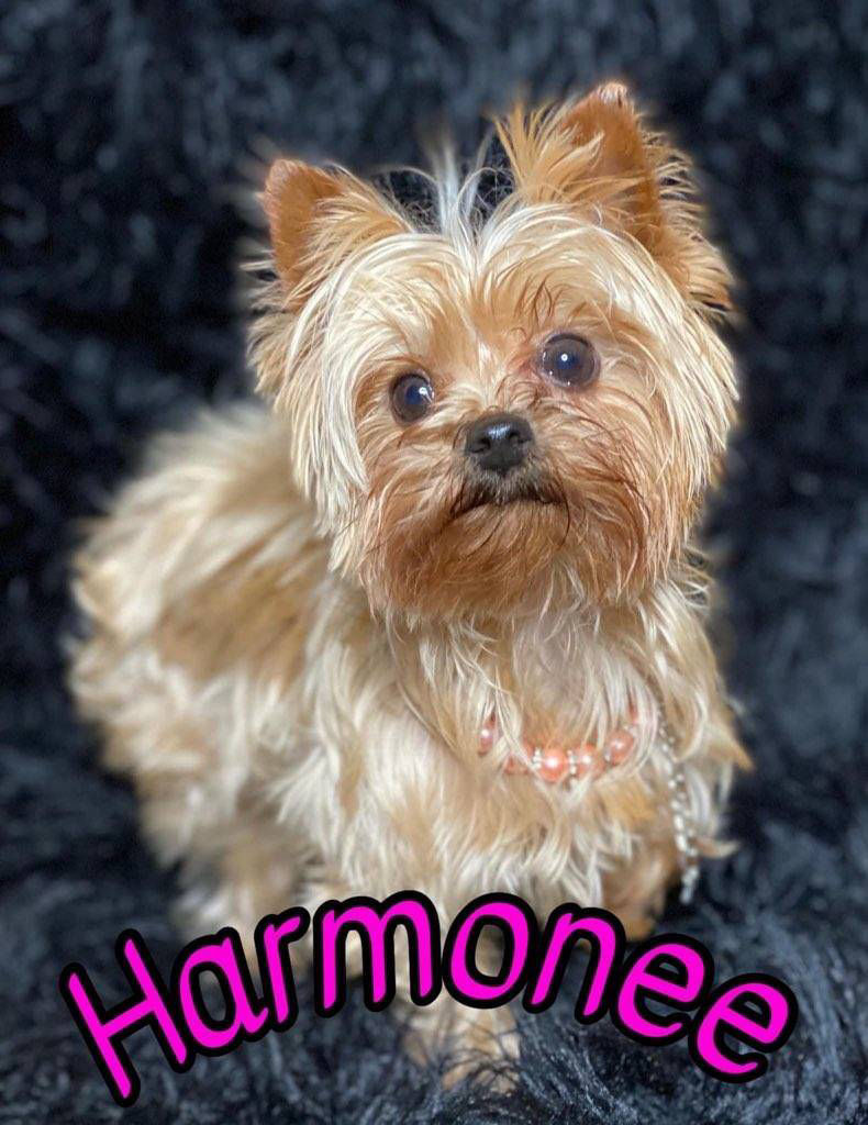 Harmony - Southeast Texas Angel Face Yorkies & Charming Chihuahuas