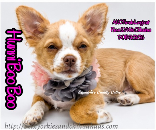 Southeast Texas Yorkies and Chihuahua Puppies for sale