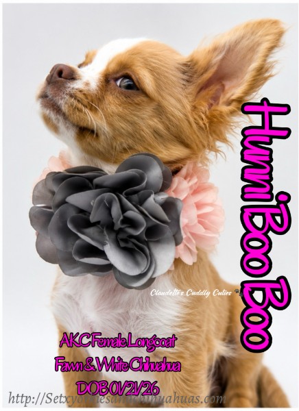 Southeast Texas Yorkies and Chihuahua Puppies