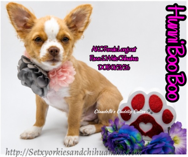 Southeast Texas Yorkies and Chihuahua Puppies for sale