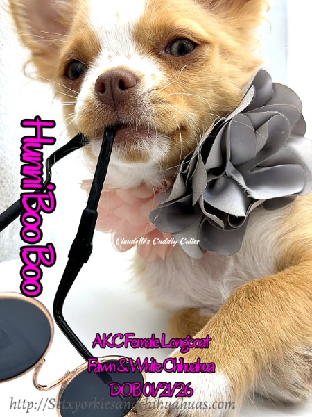 Southeast Texas Yorkies and Chihuahua Puppies for sale