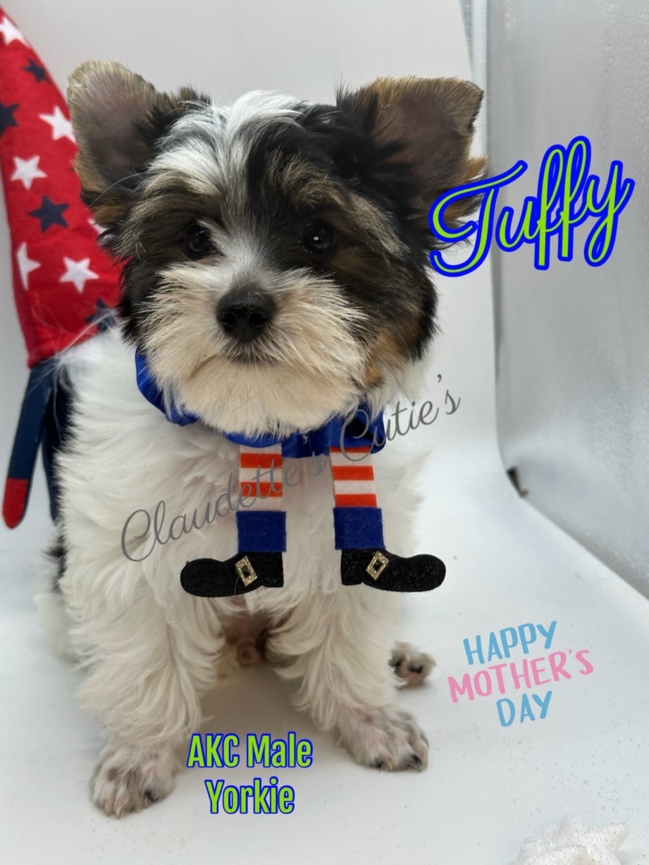 AKC Registered Yorkie and Chihuahua puppies - Southeast Texas Angel Face Yorkies and Charming Chihuahuas 