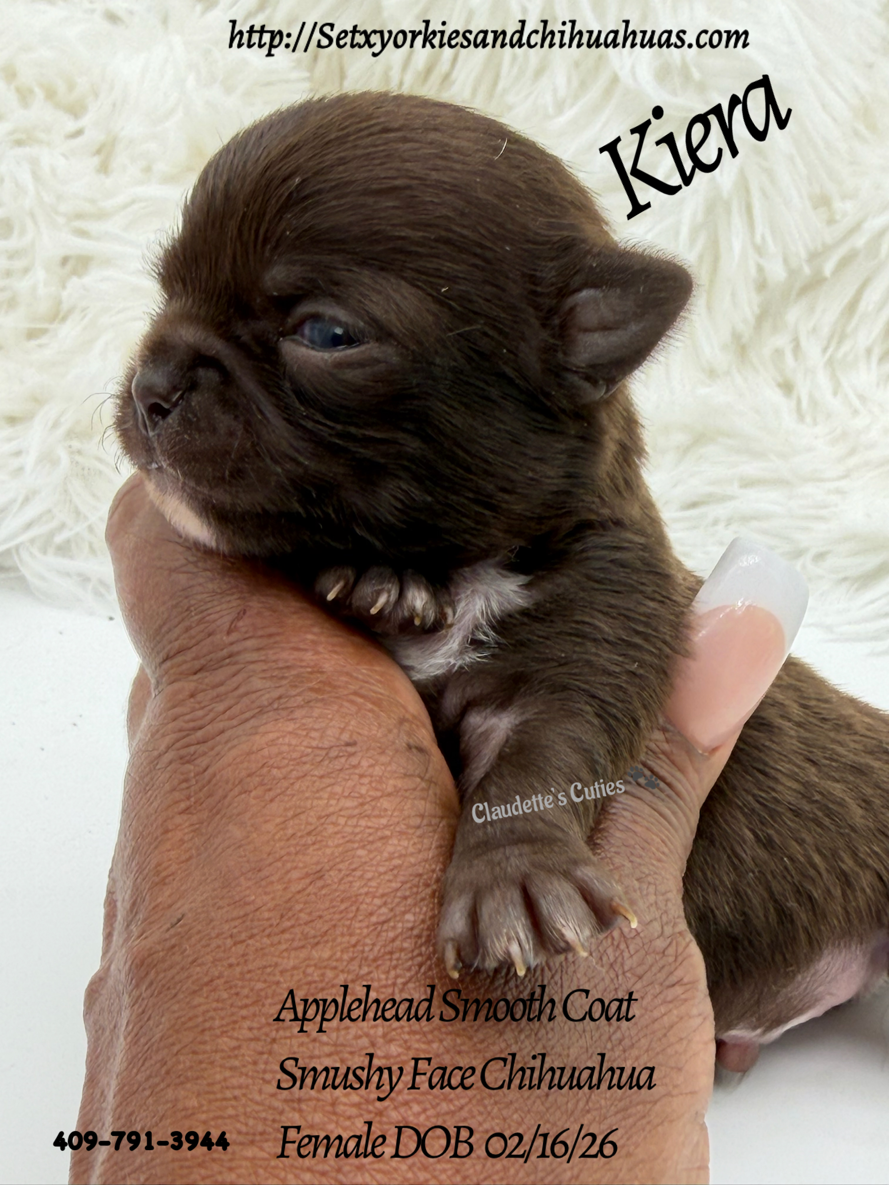 Southeast Texas Yorkies and Chihuahua Puppies for sale