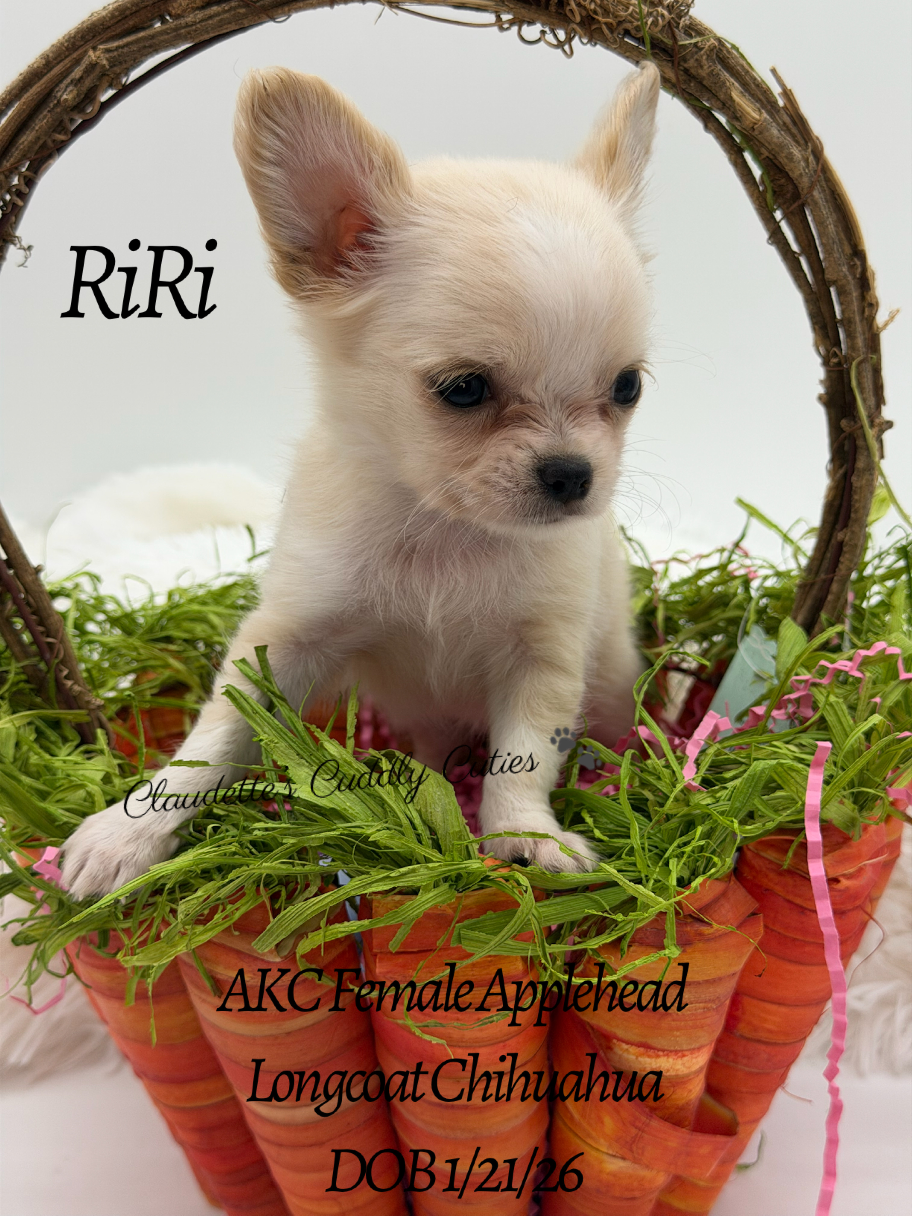 Southeast Texas Yorkies and Chihuahua Puppies for sale