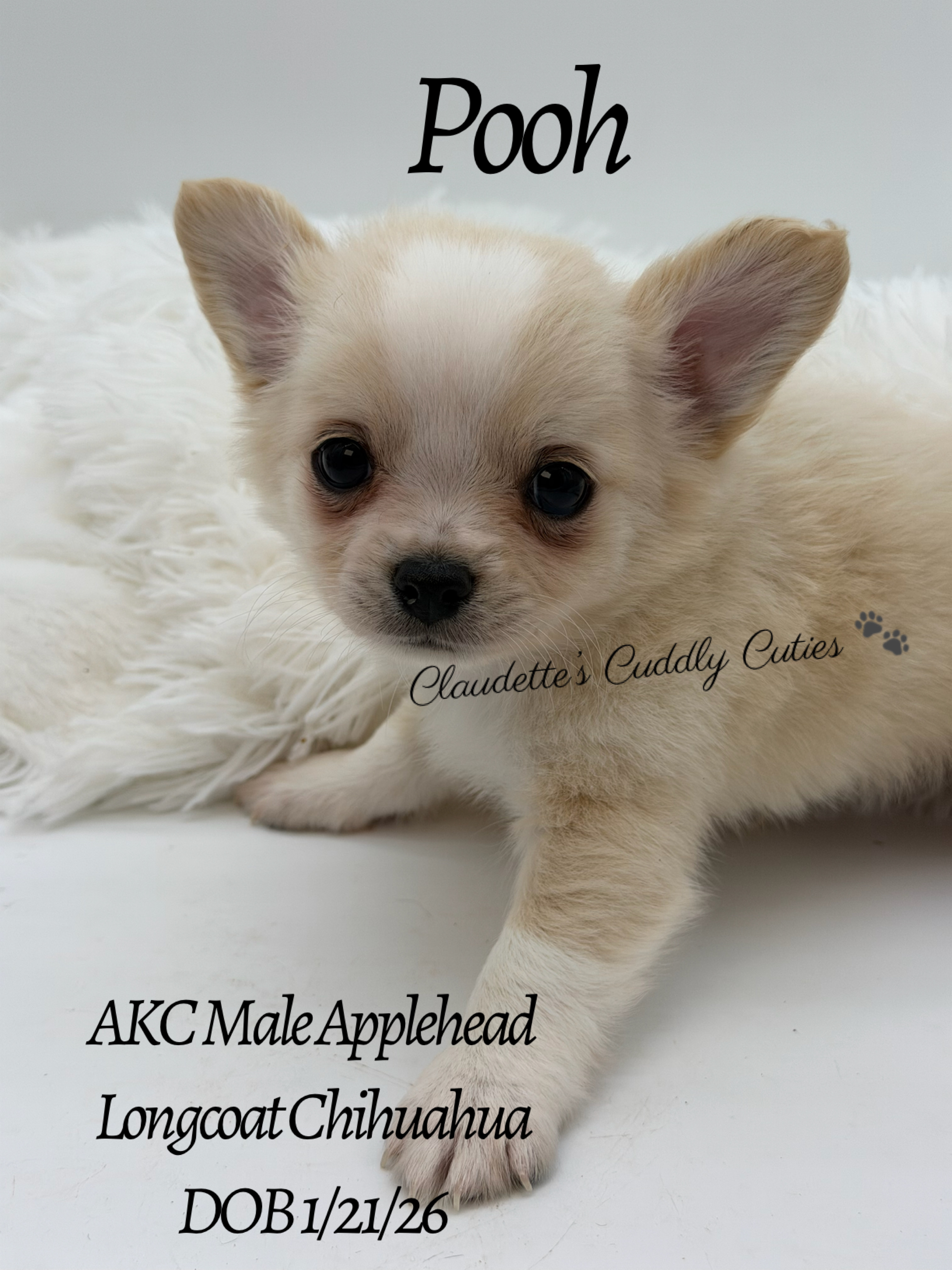 Southeast Texas Yorkies and Chihuahua Puppies for sale