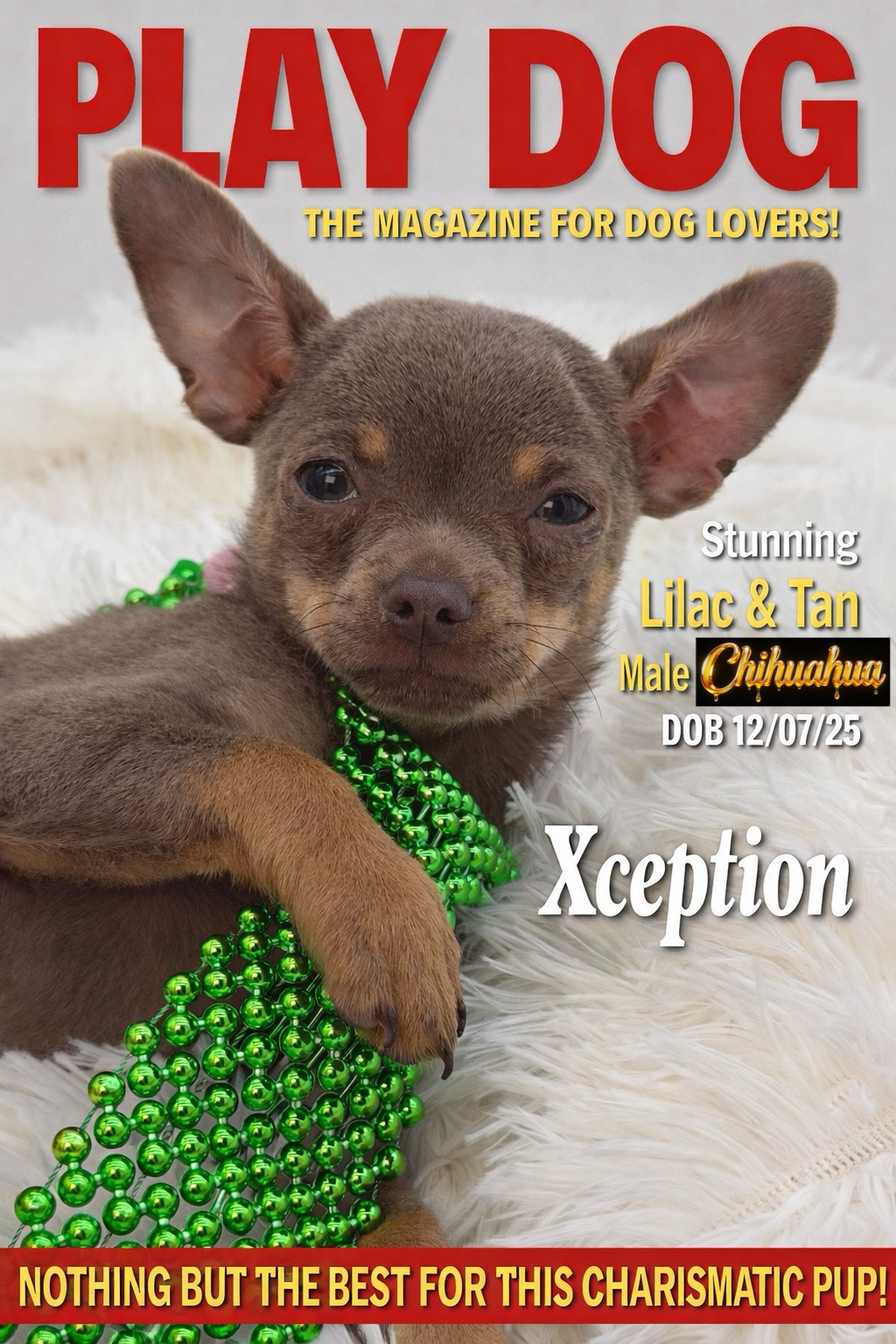 Southeast Texas Yorkies and Chihuahua Puppies