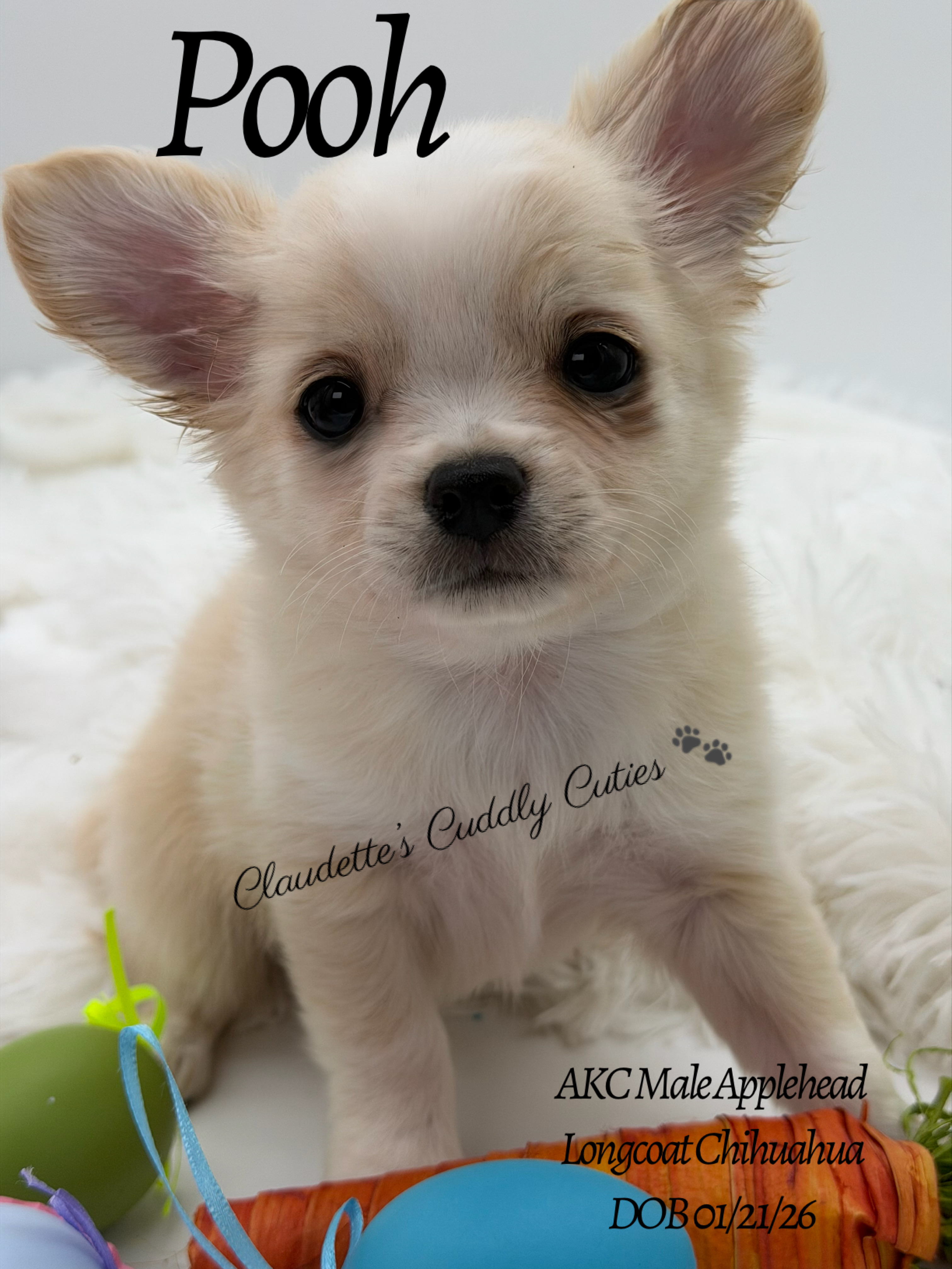 Southeast Texas Yorkies and Chihuahua Puppies