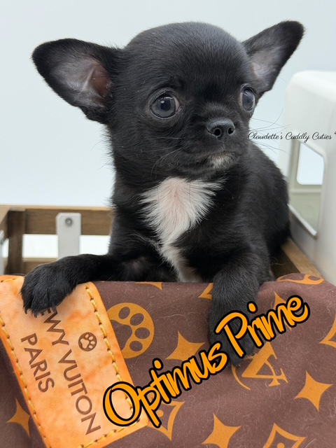 Southeast Texas Yorkies and Chihuahua Puppies for sale