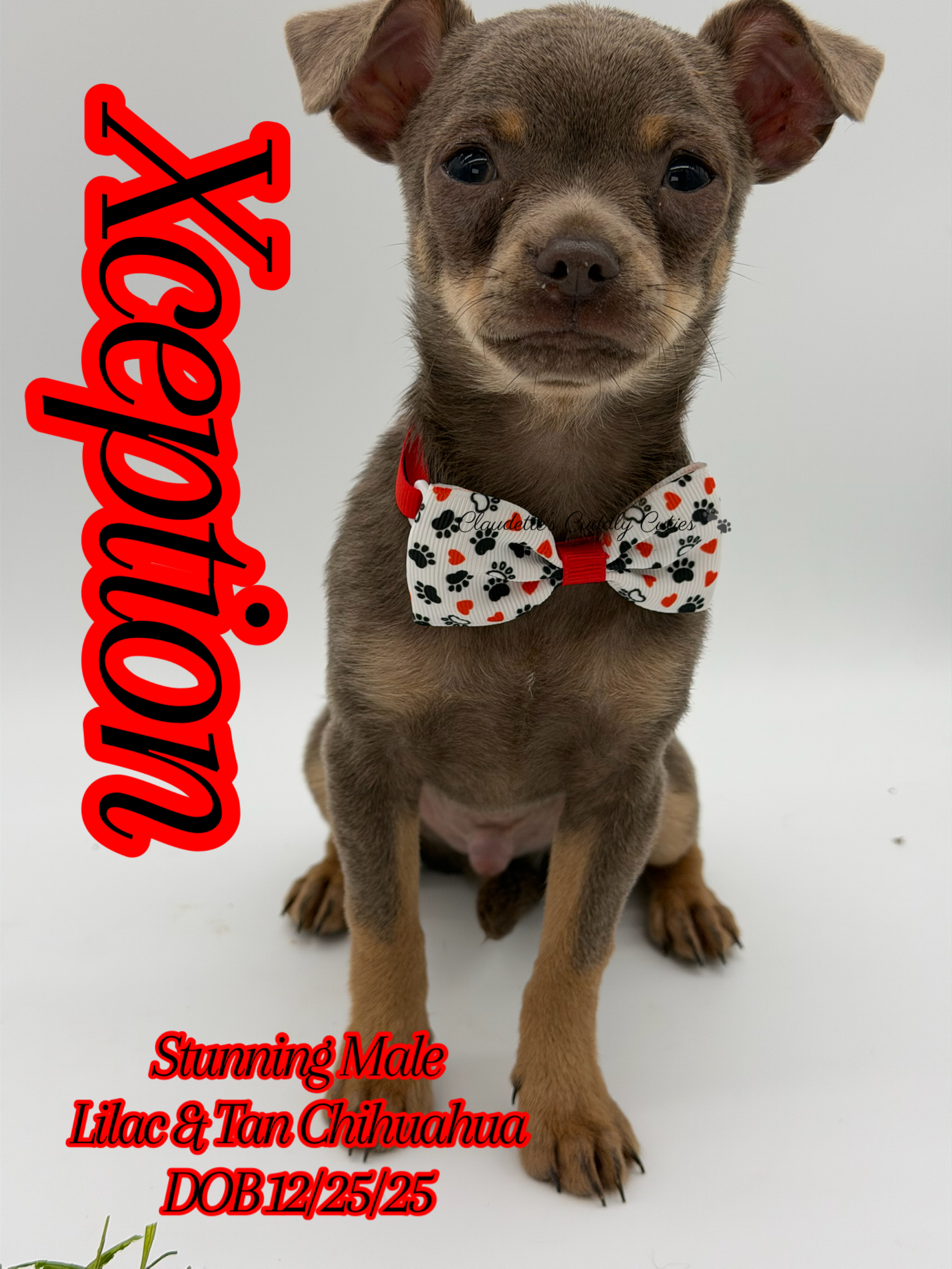 Southeast Texas Yorkies and Chihuahua Puppies for sale