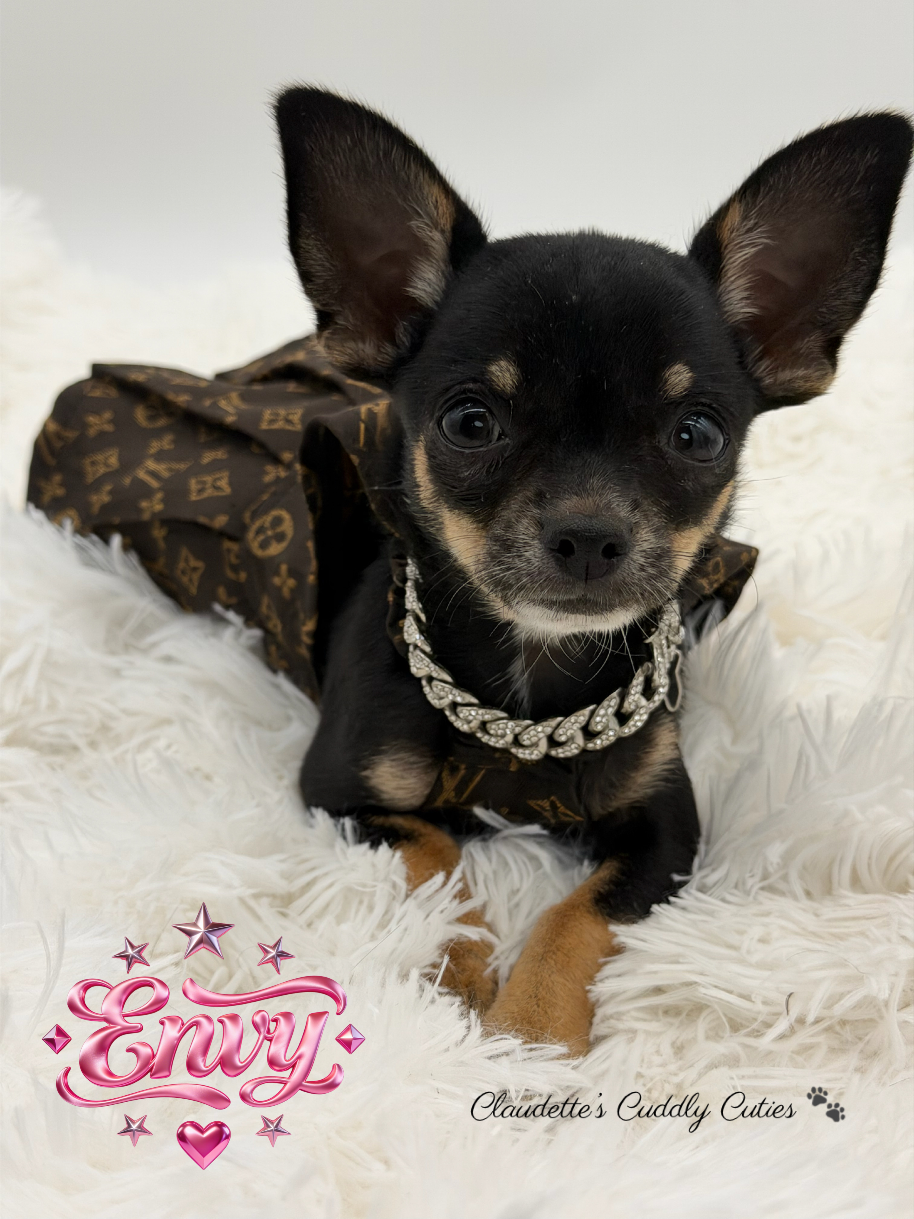 Southeast Texas Yorkies and Chihuahua Puppies for sale