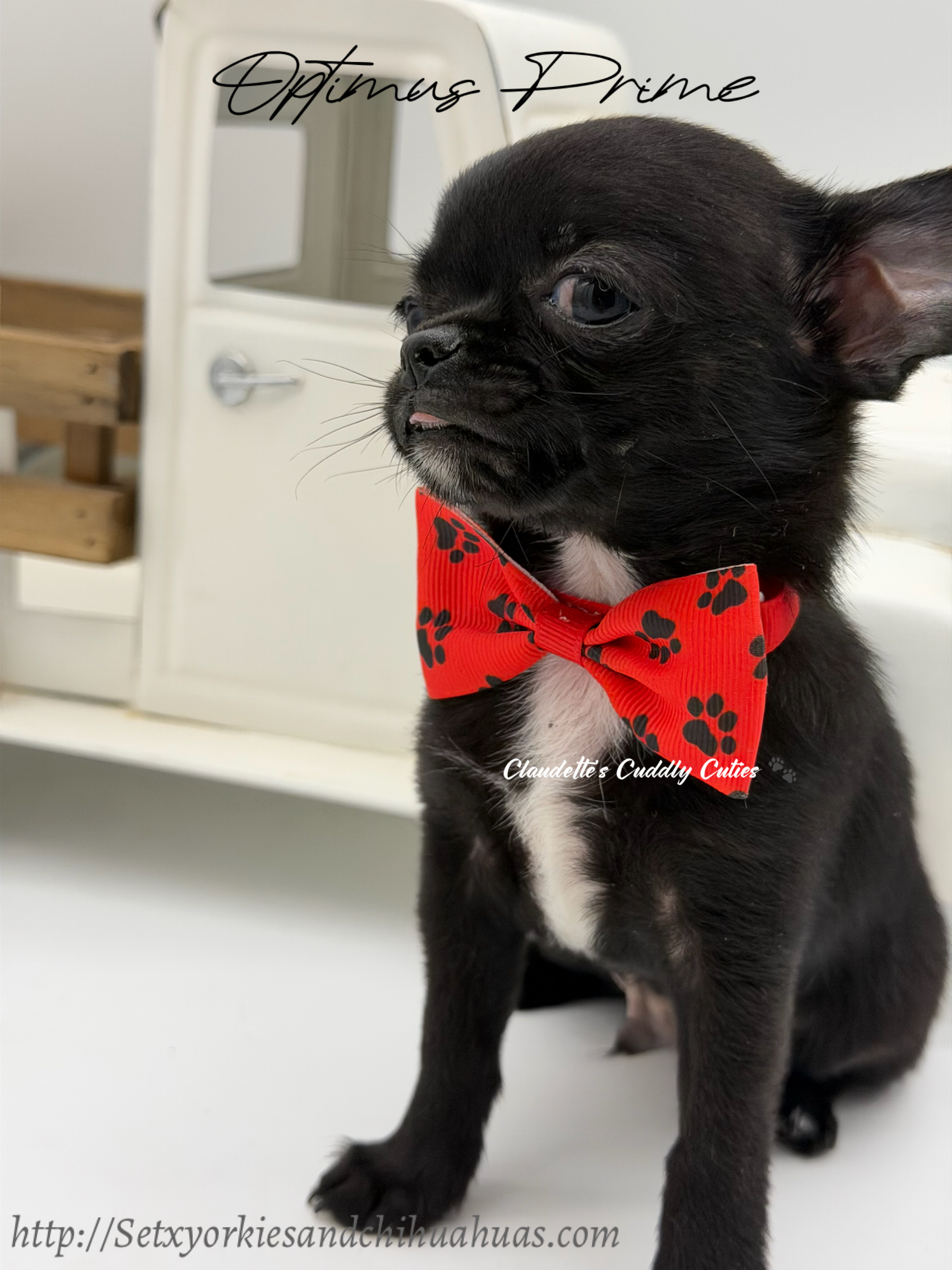 Southeast Texas Yorkies and Chihuahua Puppies for sale