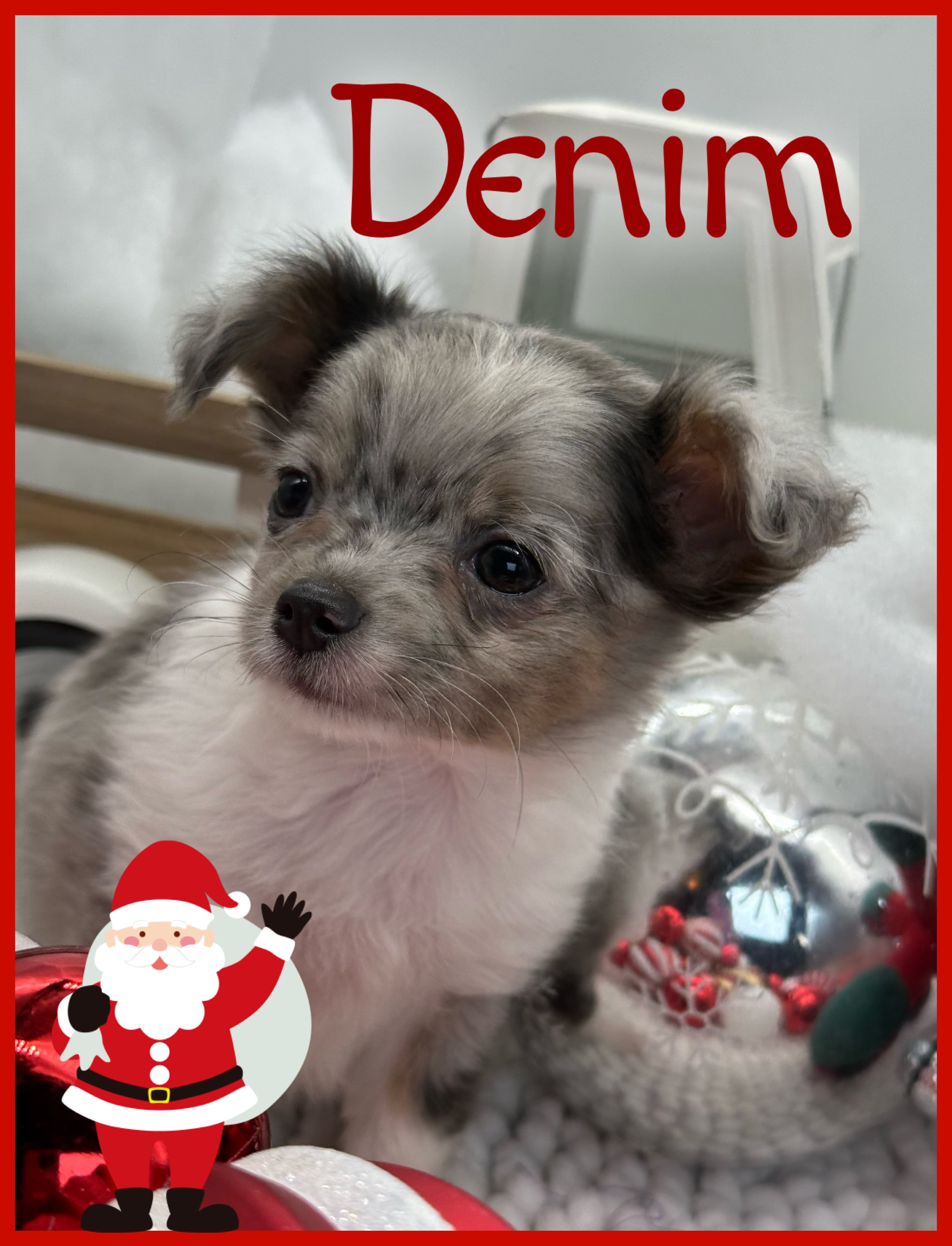 Southeast Texas Angel Face Chihuahua and Yorkie Puppies