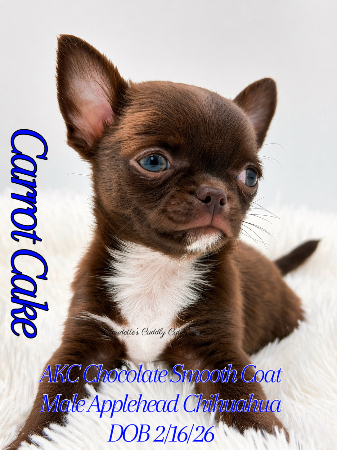 Southeast Texas Yorkies and Chihuahua Puppies