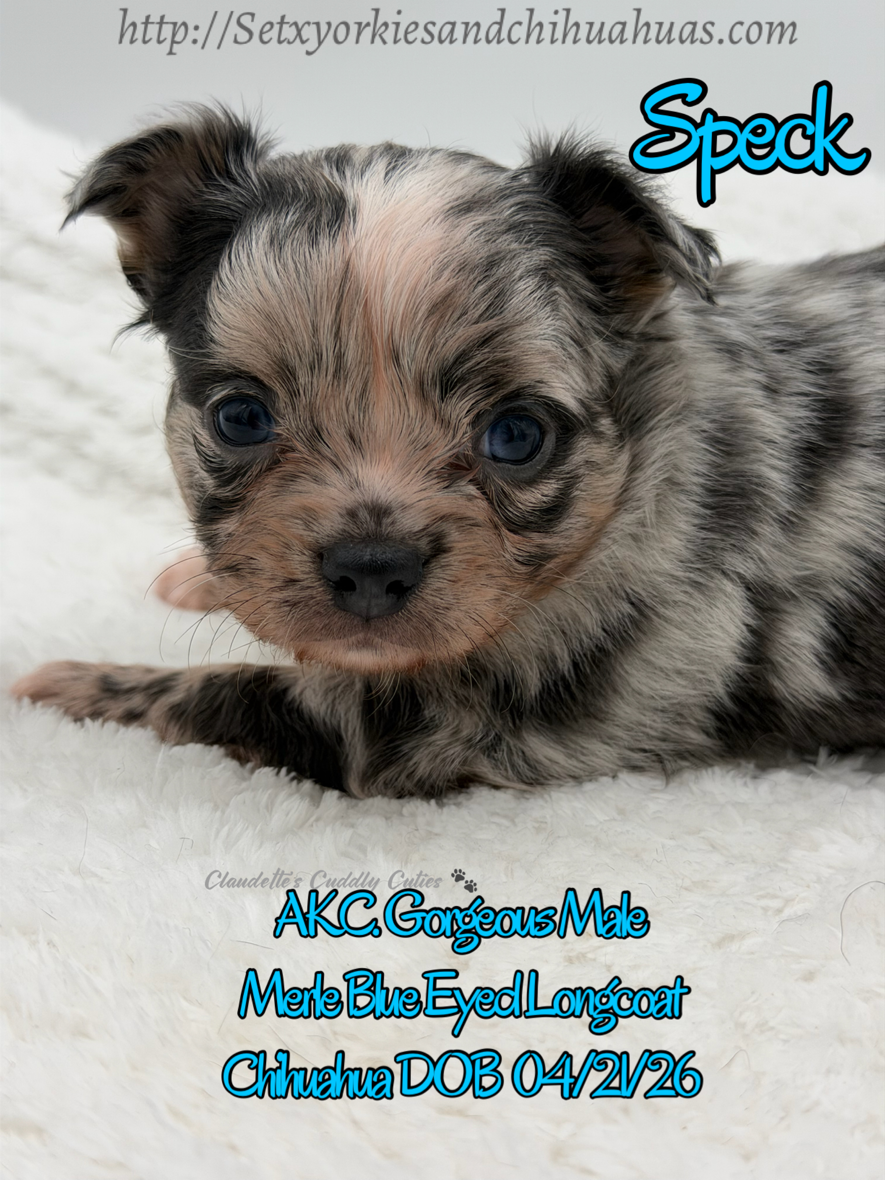 Southeast Texas Yorkies and Chihuahua Puppies