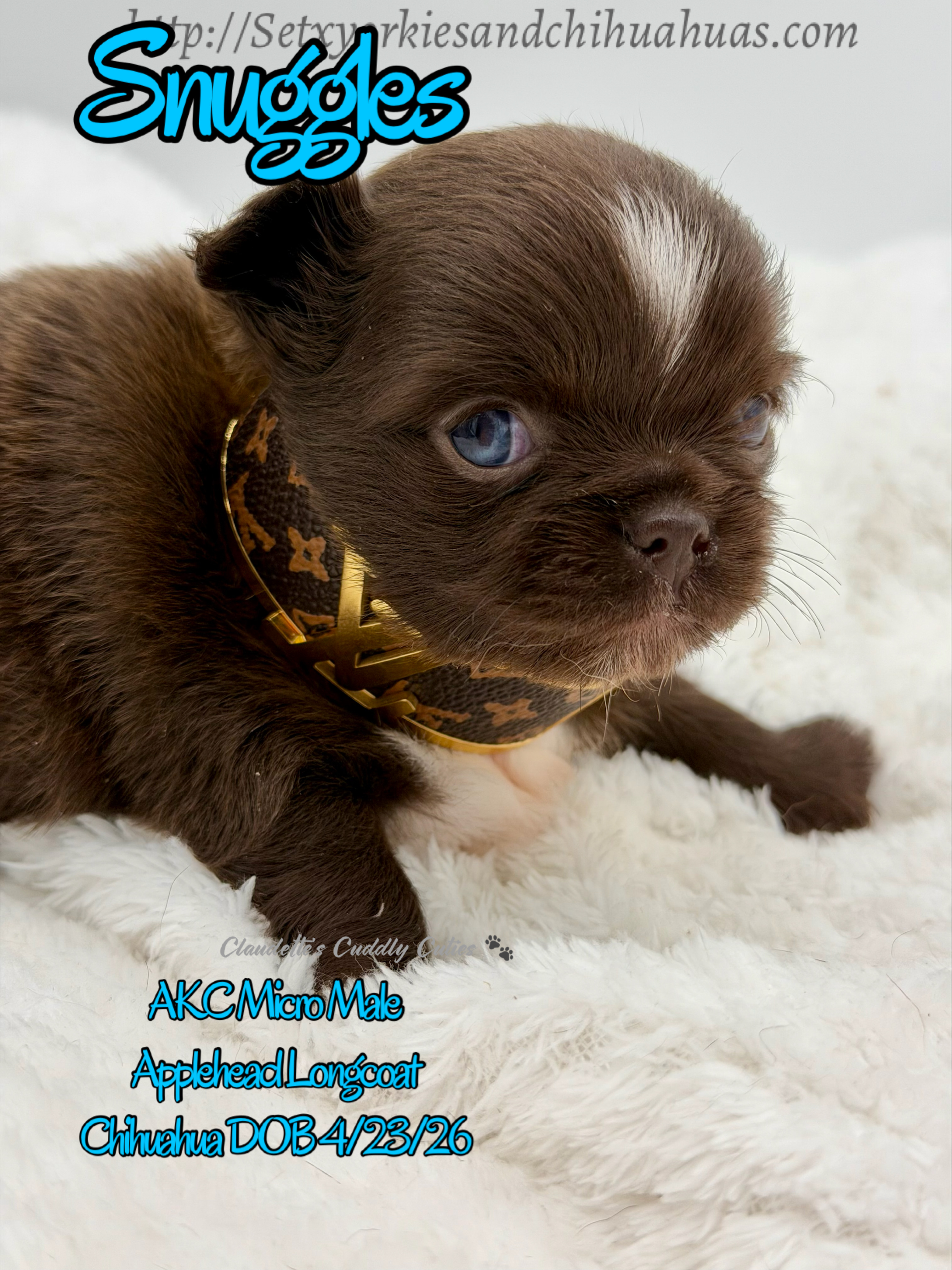 Southeast Texas Yorkies and Chihuahua Puppies for sale