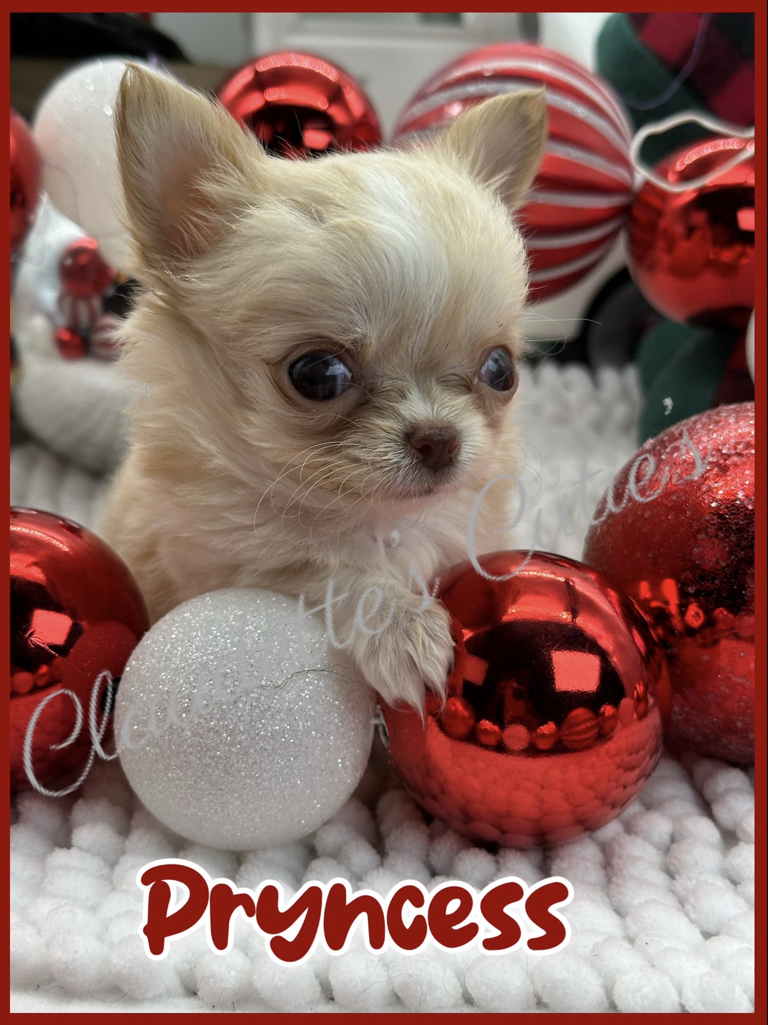 Southeast Texas Angel Face Chihuahua and Yorkie Puppies