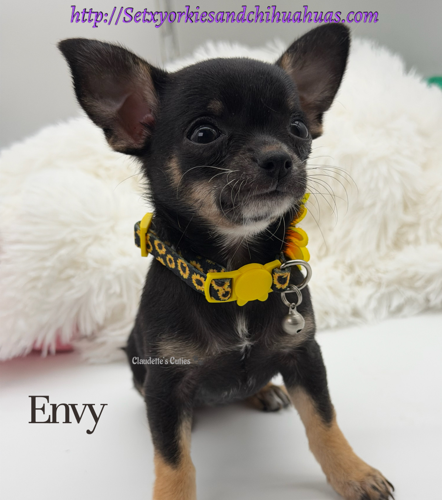 Southeast Texas Yorkies and Chihuahua Puppies