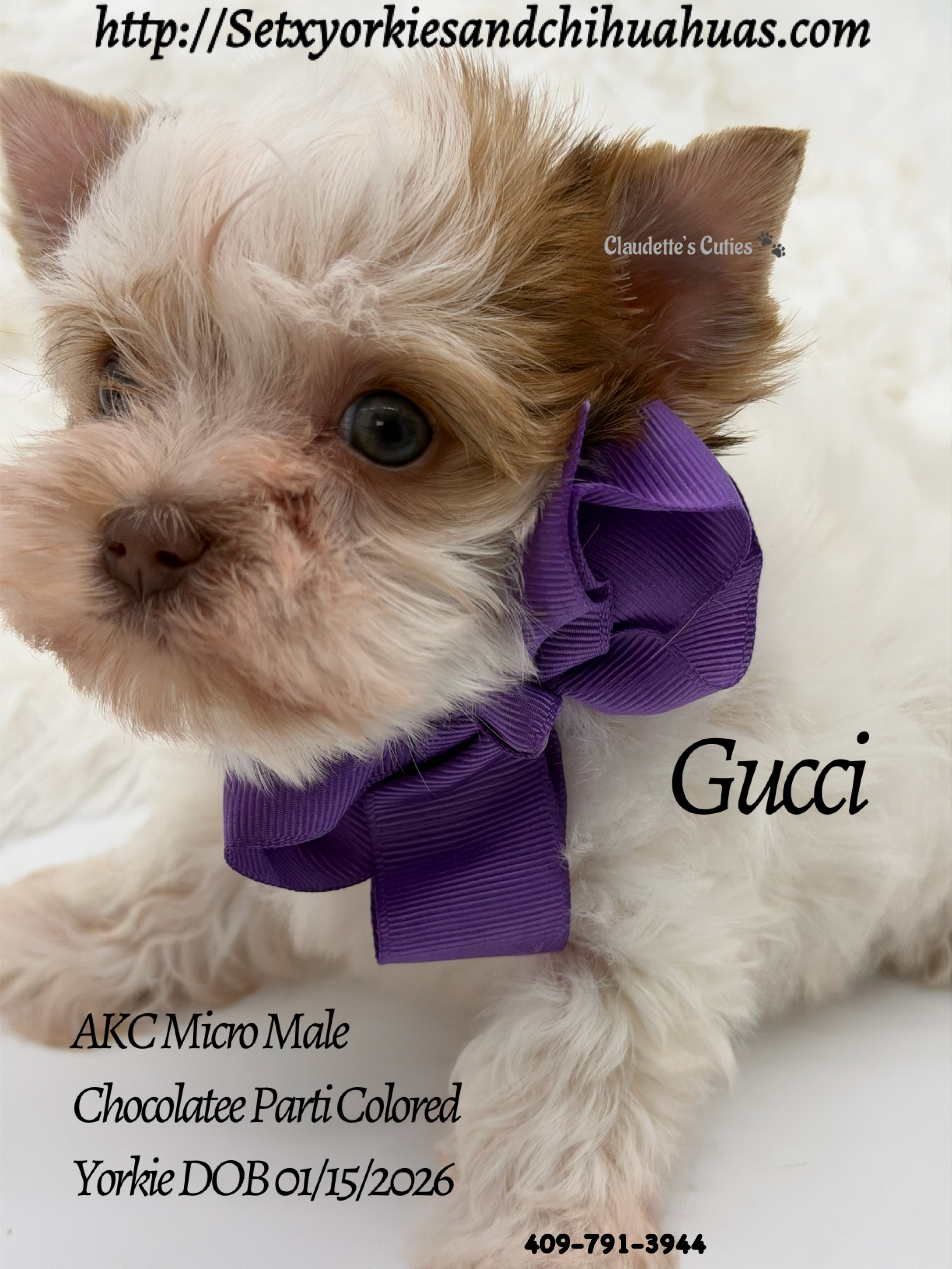 Southeast Texas Yorkies and Chihuahua Puppies