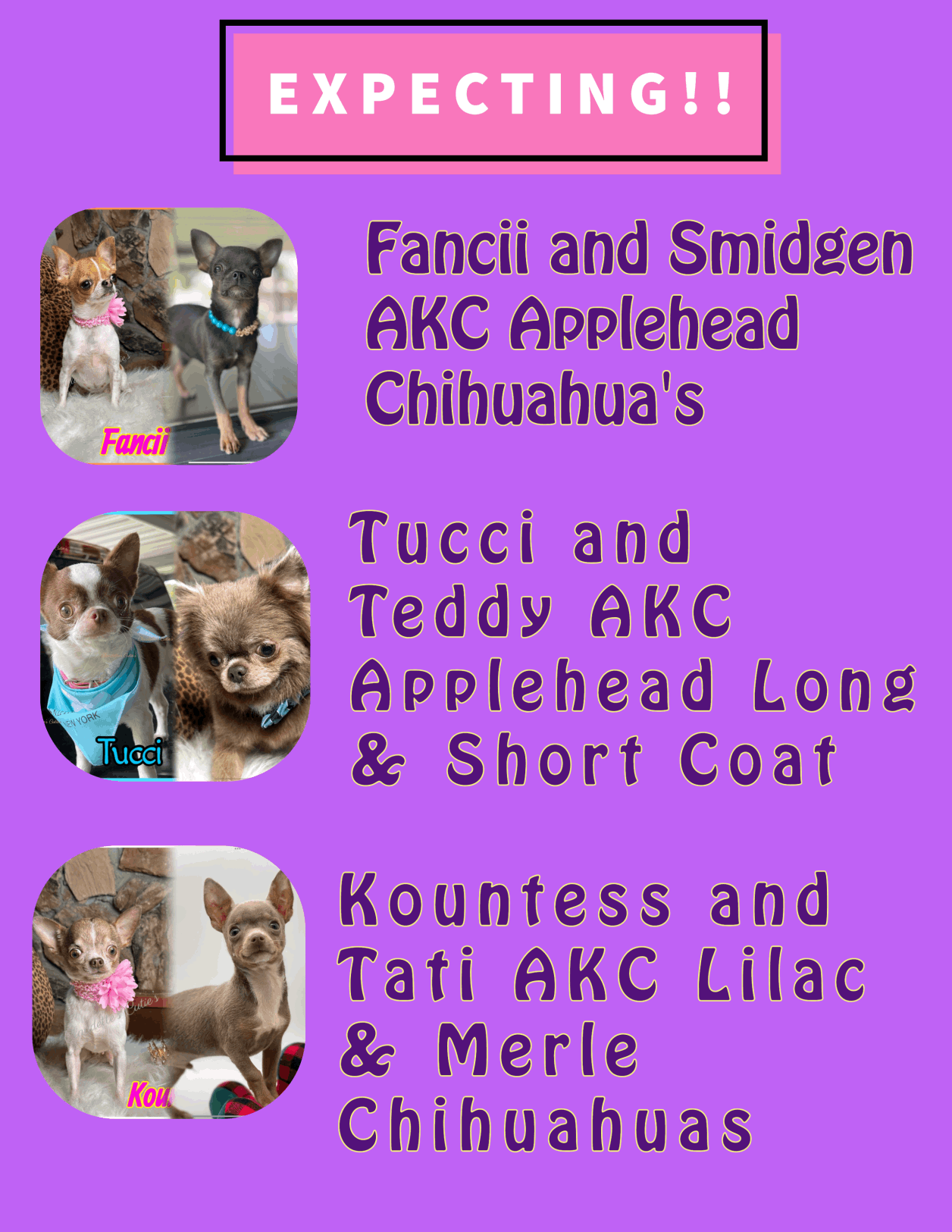 Welcome To Southeast Texas Angel Face Yorkies and Charming Chihuahuas 