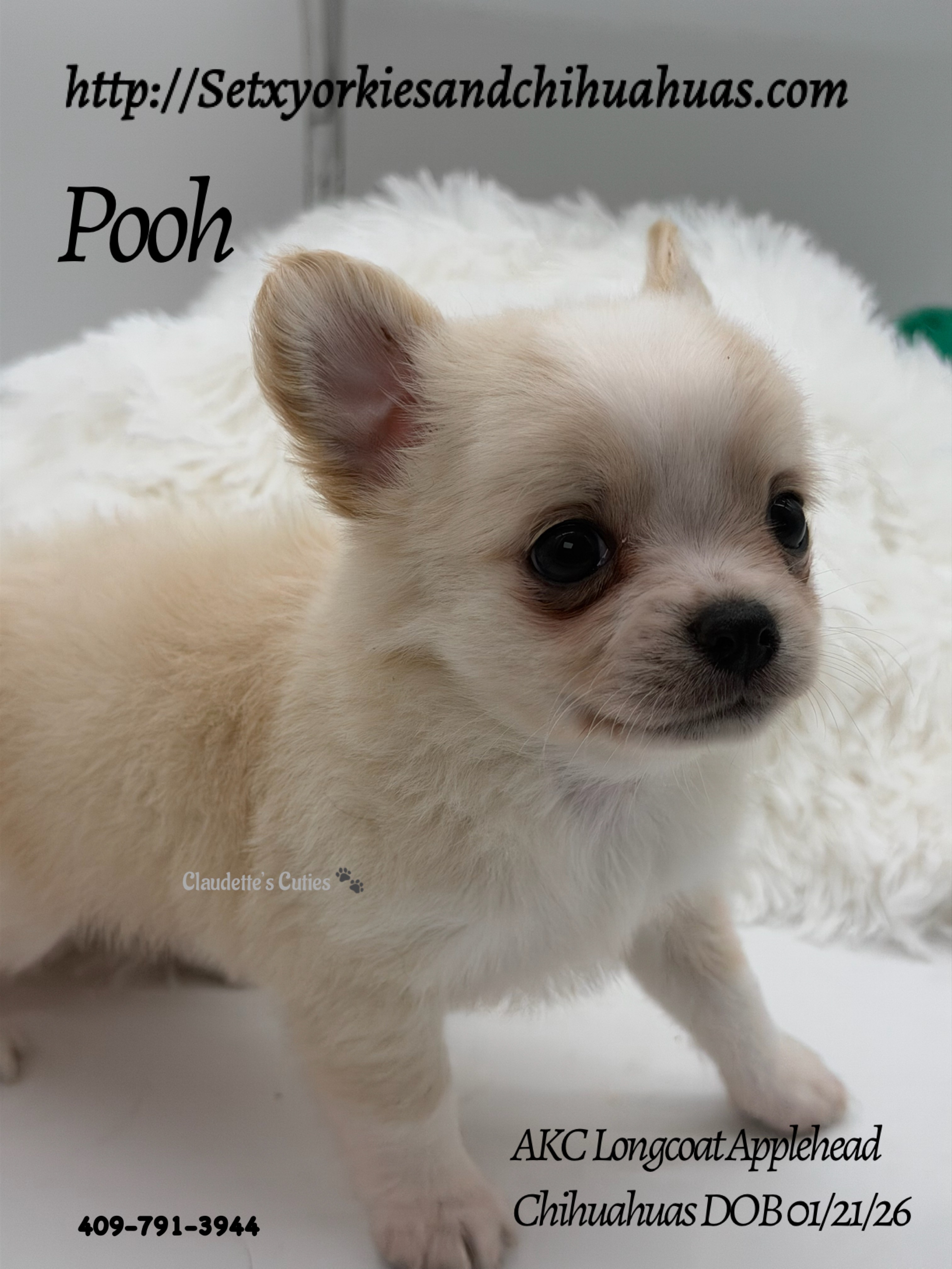 Southeast Texas Yorkies and Chihuahua Puppies for sale