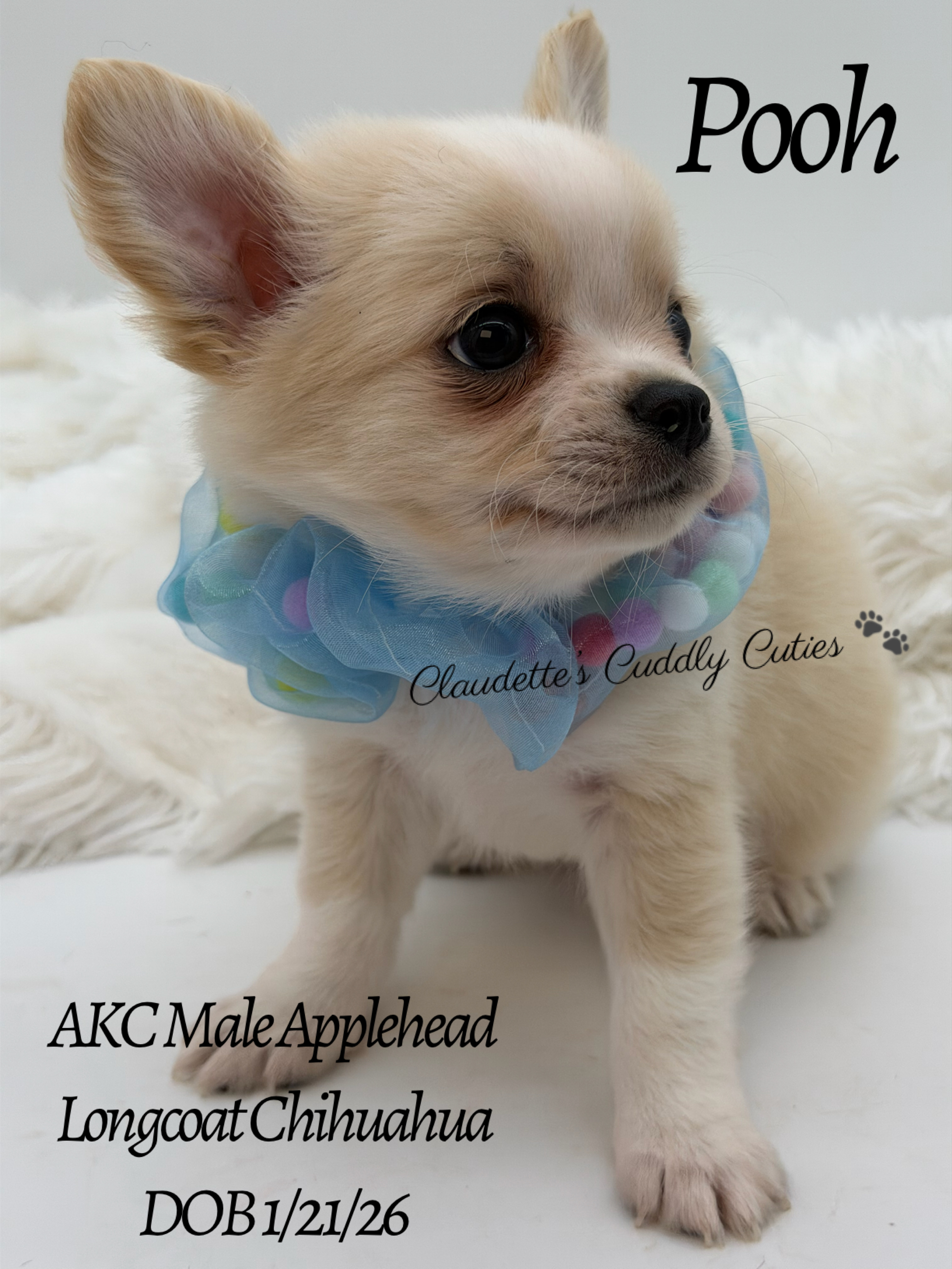 Southeast Texas Yorkies and Chihuahua Puppies for sale