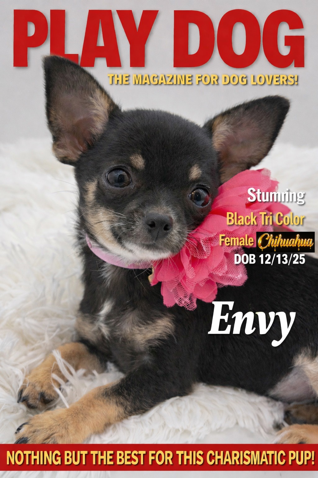 Southeast Texas Yorkies and Chihuahua Puppies