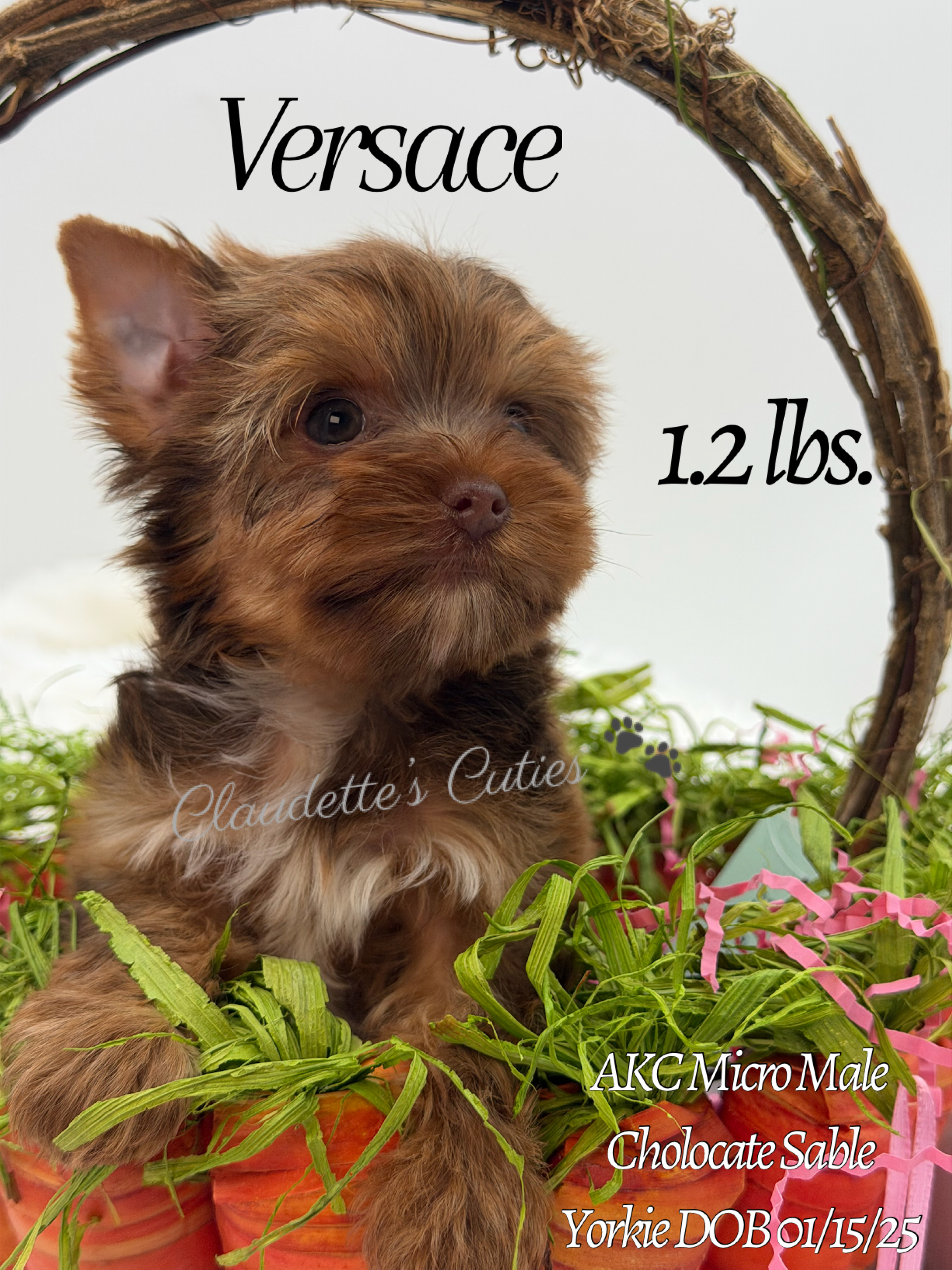 Southeast Texas Yorkies and Chihuahua Puppies