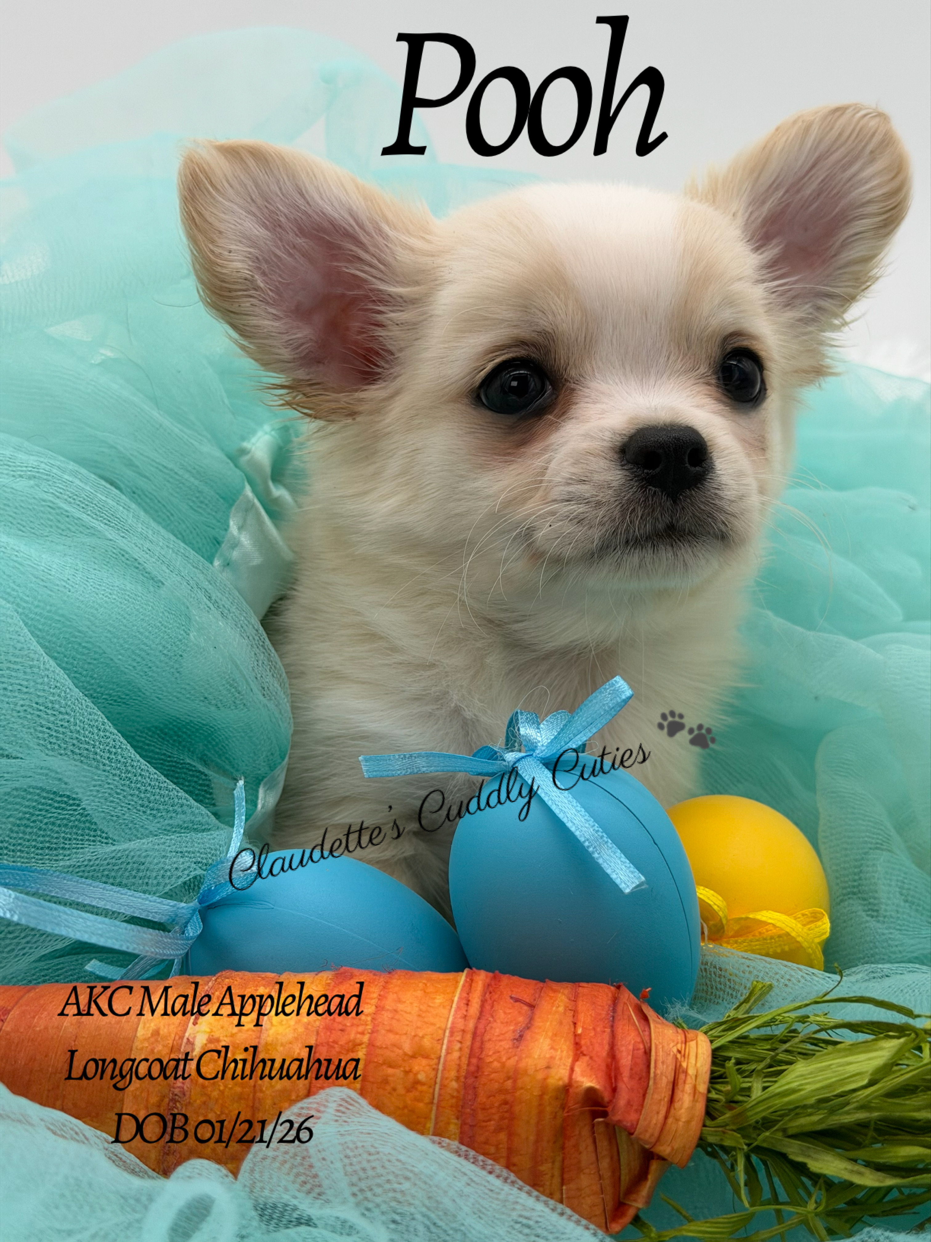 Southeast Texas Yorkies and Chihuahua Puppies for sale