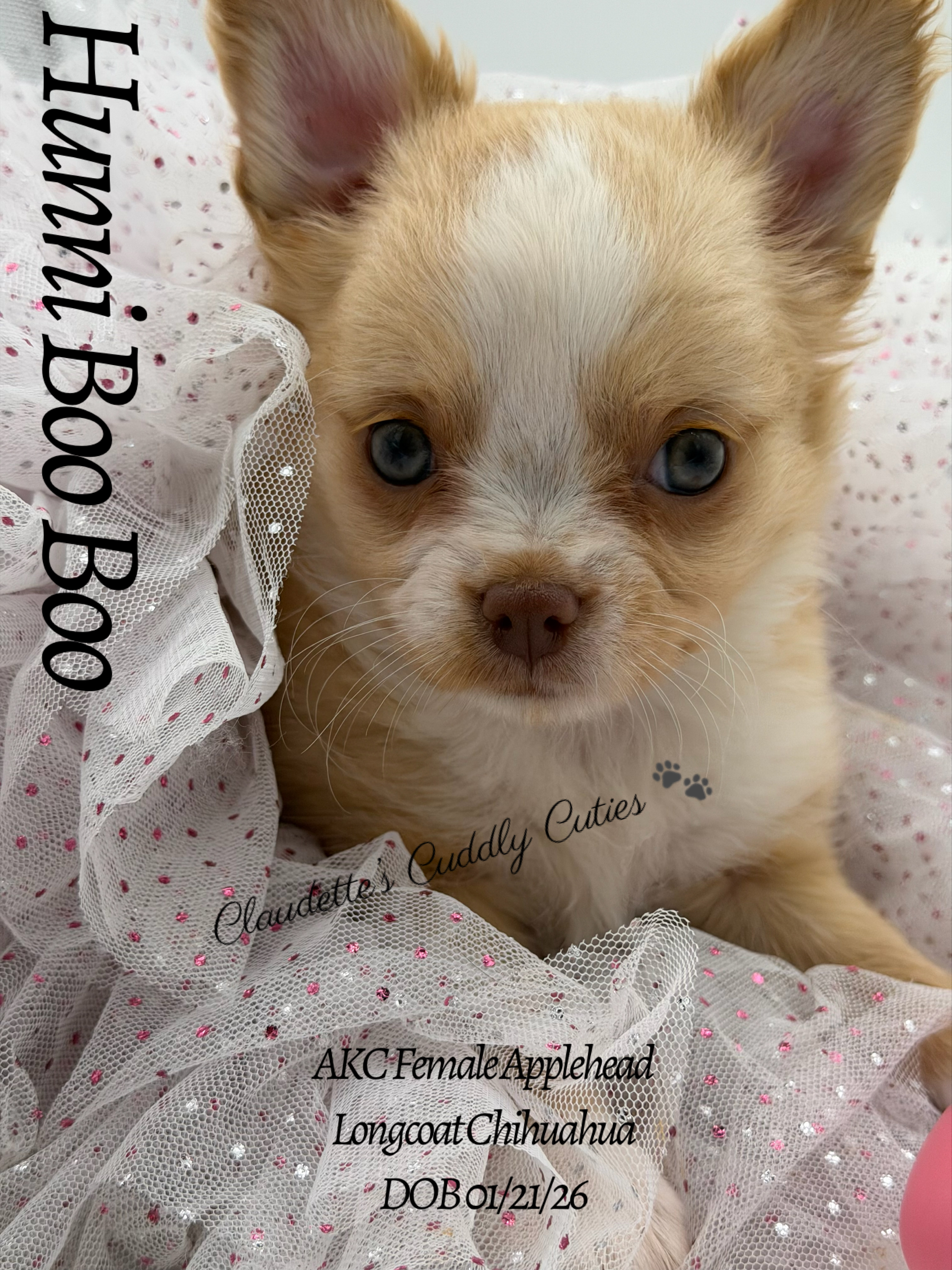 Southeast Texas Yorkies and Chihuahua Puppies for sale