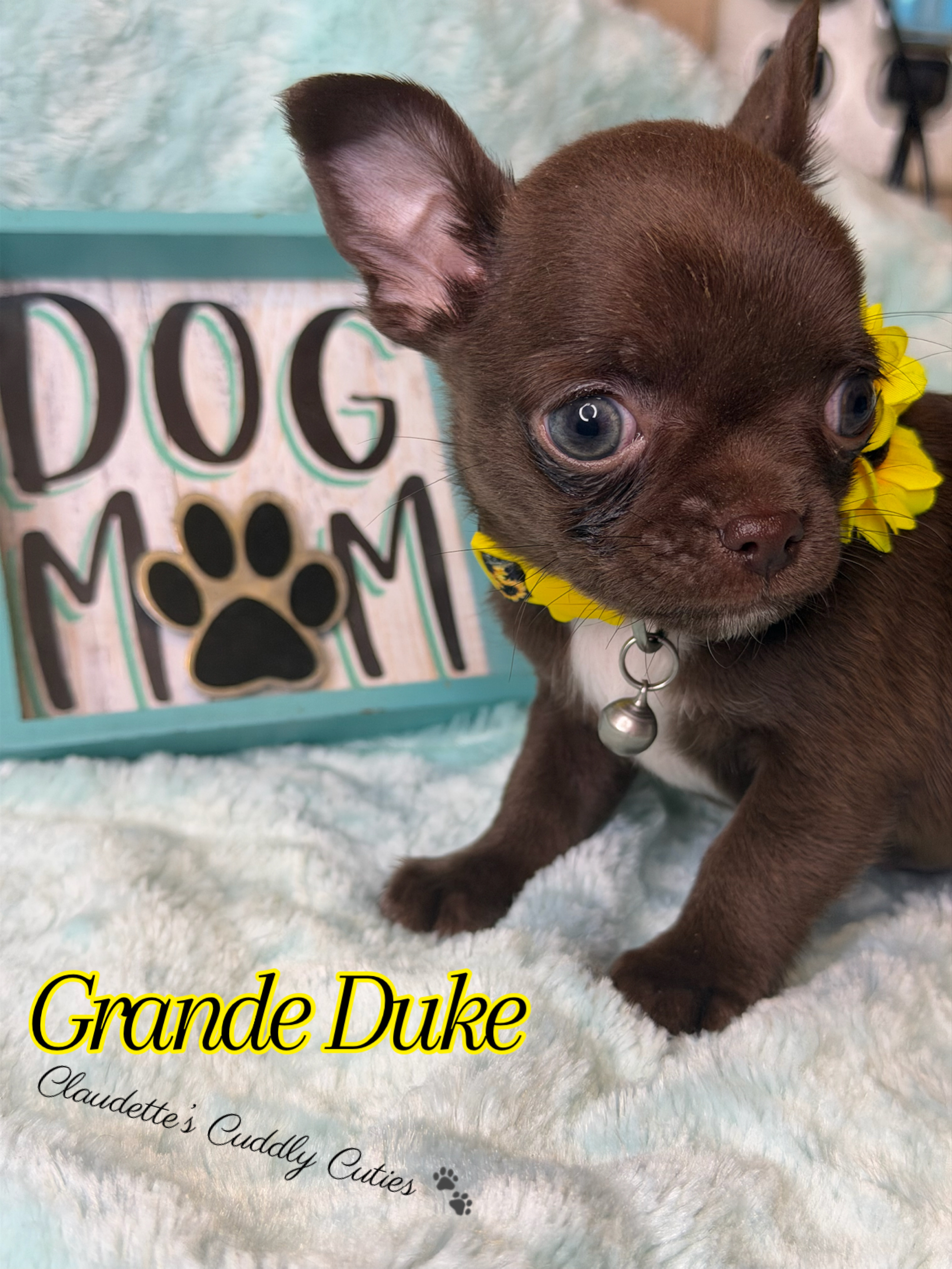 Southeast Texas Yorkies and Chihuahua Puppies for sale